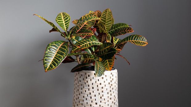 Wide Shot of Croton Plant Against a Grey Background