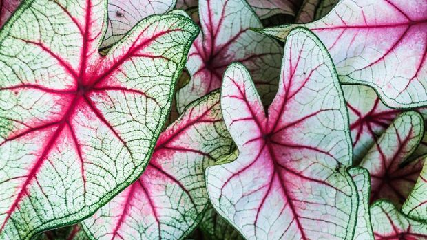 Close up of a grouping of Caladium  leaves