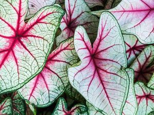 Mengenal Tanaman Keladi yang Cantik dan Kini Jadi Primadona Mengenal Tanaman Keladi yang Cantik dan Kini Jadi Primadona