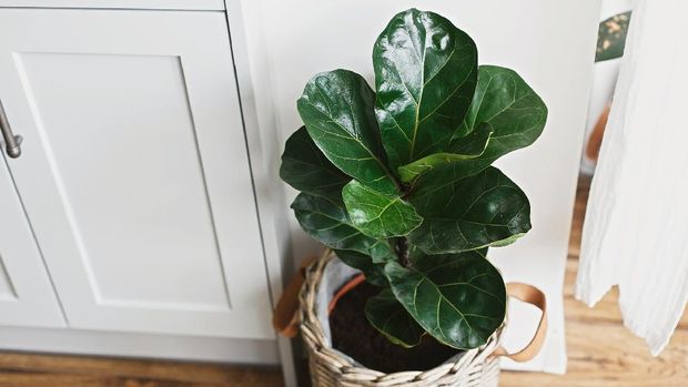 Big fiddle leaf fig tree in stylish modern pot near kitchen furniture. Ficus lyrata leaves, stylish plant on wooden floor in kitchen. Floral decor in modern home