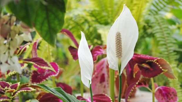 Close up of peace lily flowers.