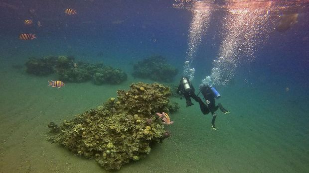 Scuba divers approach a coral reef while on a dive in the Red Sea waters off the coast of Israel's southern port city of Eilat on February 9, 2021. - Israeli environmentalists are warning that the UAE-Israeli deal to bring Emirati crude oil by tanker to a pipeline in Eilat threatens unique Red Sea coral reefs and could lead to 