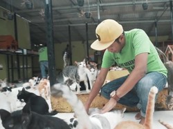 Bimbim Dibully Saat Perjuangkan Hak Hidup Kucing Jalanan