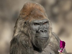 Lindungi Hewan dari Corona, Puluhan Kebun Binatang AS Pesan Vaksin