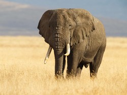 Sedih, Gajah di Delhi Mati karena Terinfeksi Virus Langka dari Tikus