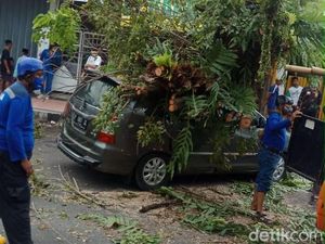 Angin Kencang Sebabkan Pohon Tumbang di 9 Titik, 3 Warga Jember Luka