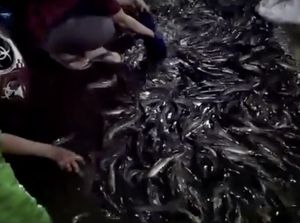 Video Banjir Lele di Jalan Raya Serpong-Warga Rebutan, Ini Faktanya