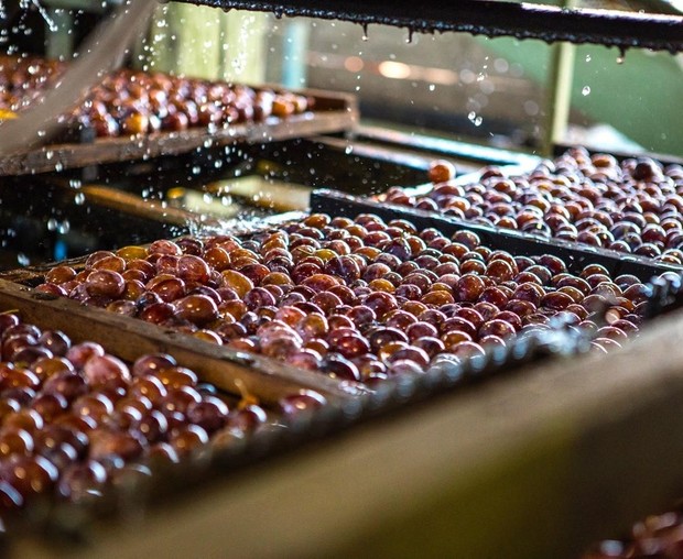 Minyak buah plum itu menghidrasi dan anti-inflamasi