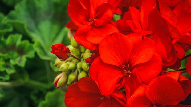 Close up of a red geranium flower and unopened buds.