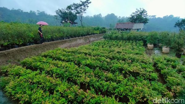 Foto: Kebun Anggur Brasil, Tapi Kok di Majalengka