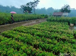 Ada di Majalengka, Agrowisata Kebun Anggur Brasil Yang Unik