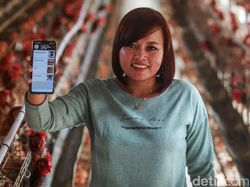 Kini Peternak Ayam di Blitar Bisa Jual Telur Pakai Aplikasi Pasar Mikro