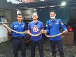 Selama 2 Bulan Ada 17 Ular Kobra-Sanca Menyusup ke Rumah Warga Sleman