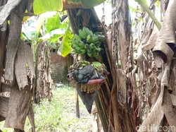 Unik! Pohon Pisang di Kudus Ini Berbuah di Batang