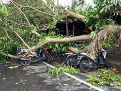 Pohon Trembesi Roboh Timpa Tujuh Motor di Malang