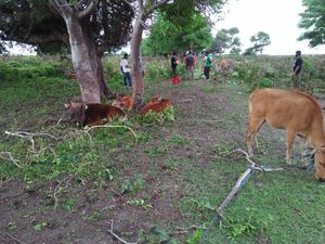 Penyelundupan 44 Ekor Sapi Curian dari NTT ke NTB Digagalkan
