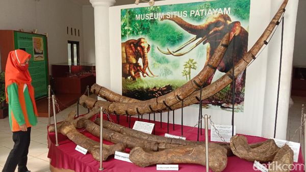 Foto: Situs di Kudus Simpan Aneka Fosil Hewan Purba