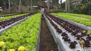 Rupa Agrowisata Bandung yang Dikelola Para Single Parent