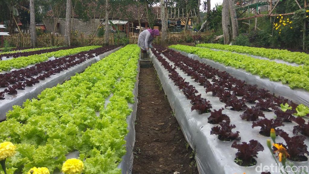 Rupa Agrowisata Bandung yang Dikelola Para Single Parent Rupa Agrowisata Bandung yang Dikelola Para Single Parent