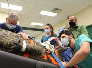 Foto: Telan Sepatu Sneakers Milik Pengunjung, Buaya Ini Dioperasi