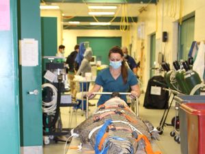 Aduh, Buaya Ini Harus Dioperasi Karena Telan Sepatu Pengunjung