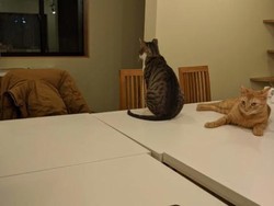 Biar Nggak Kesepian, Jepang Buat Tempat Kerja Ditemani Kucing