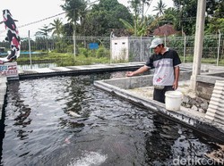 Satu Ekor Ikan Koi Showa di Blitar Tembus Rp 10 Juta/Ekor