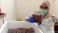 Jengkol Asal Sumbar Tembus Pasar Jepang