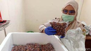Jengkol Asal Sumbar Tembus Pasar Jepang