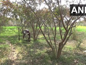 Keren! Pria Ini Sulap Tanah Tandus Jadi Kebun 10 Ribu Pohon Buah