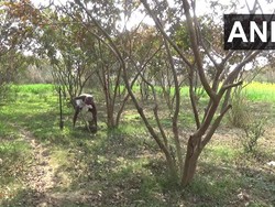 Keren! Pria Ini Sulap Tanah Tandus Jadi Kebun 10 Ribu Pohon Buah