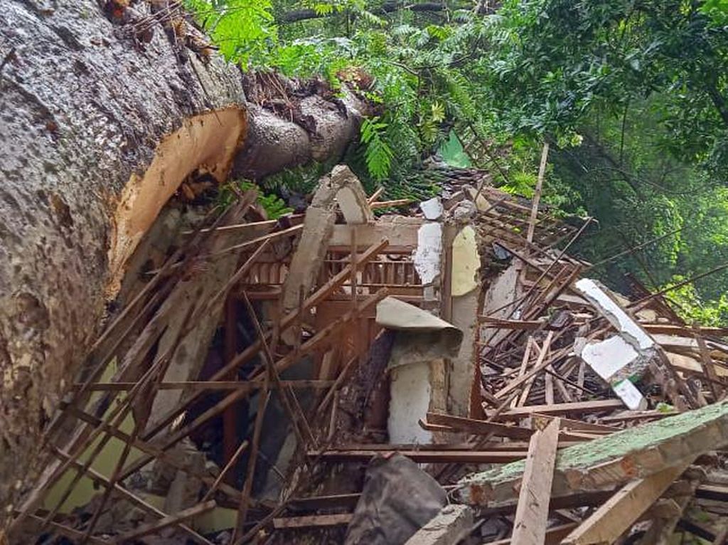 Pohon Winong Keramat Tumbang Timpa Petilasan Ratu Kalinyamat di Jepara