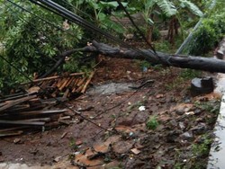 Pohon Tumbang di 2 Titik Bekasi, Timpa Kabel Listrik-Tutup Jalan