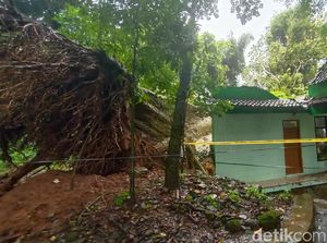 Akar Pohon Keramat Tumbang di Petilasan Ratu Kalinyamat Akan Dimuseumkan
