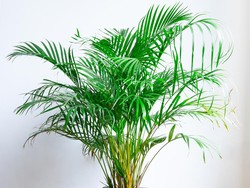 7 Tanaman Hias Pembawa Hoki, Sesuai Feng Shui Diletakkan di Depan Rumah