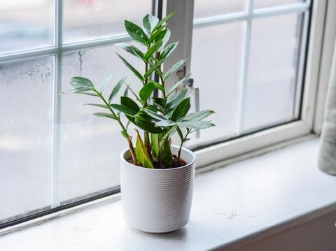 Zamioculcas is a tropical perennial plant native to eastern Africa.  tanaman mudah ramat