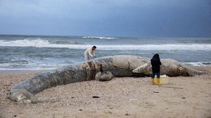 Bayi Paus Ditemukan Mati di Pantai Israel