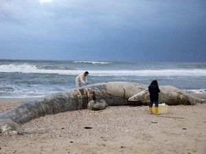 Bayi Paus Ditemukan Mati di Pantai Israel Bayi Paus Ditemukan Mati di Pantai Israel