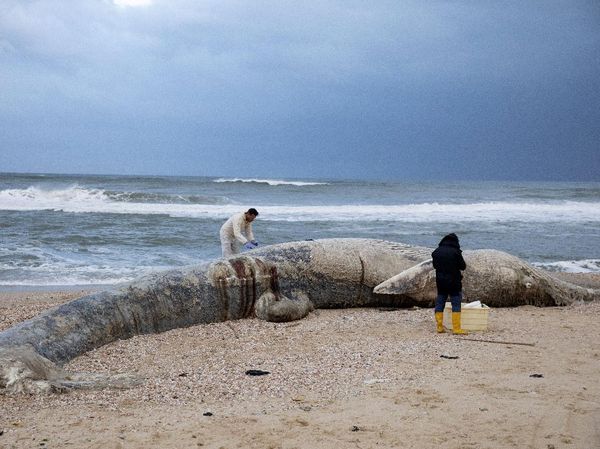 Bayi Paus Ditemukan Mati di Pantai Israel
