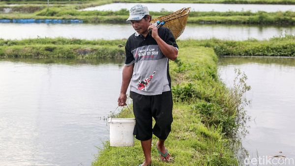Beternak Ikan Koi Si Pembawa Hoki
