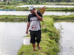 Beternak Ikan Koi Si Pembawa Hoki