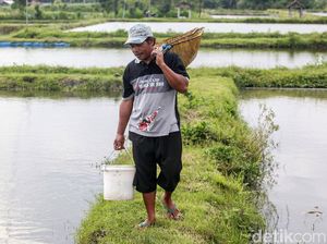 Beternak Ikan Koi Si Pembawa Hoki