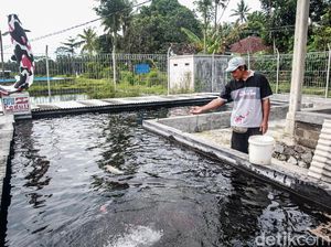 KKP Siapkan Peta Pengembangan Kampung Ikan untuk Ketahanan Pangan