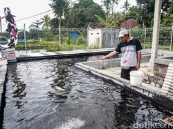 KKP Siapkan Peta Pengembangan Kampung Ikan untuk Ketahanan Pangan