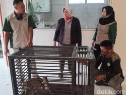 Warga Lamongan Kembali Serahkan Dua Kucing Hutan ke BKSDA