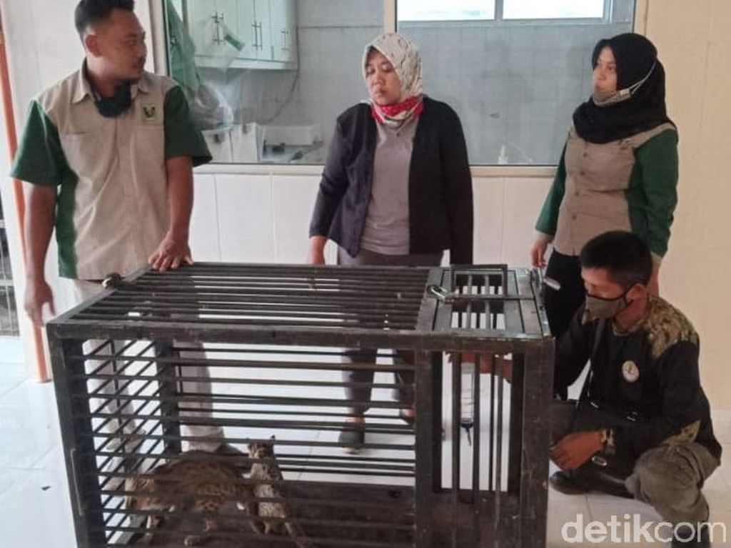 Warga Lamongan Kembali Serahkan Dua Kucing Hutan ke BKSDA Warga Lamongan Kembali Serahkan Dua Kucing Hutan ke BKSDA