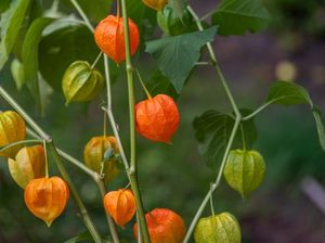 16 Manfaat Buah Ciplukan yang Sangat Berkhasiat untuk Tubuh 16 Manfaat Buah Ciplukan yang Sangat Berkhasiat untuk Tubuh