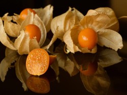 Mengenal Buah Ciplukan dan Manfaatnya untuk Kesehatan