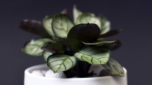 Ilustrasi calathea