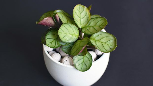 Ilustrasi calathea